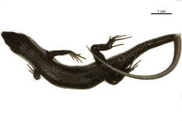 Image of skinks