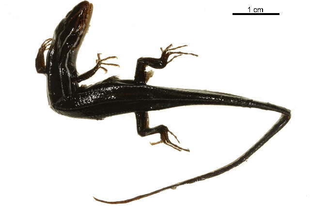 Image of skink