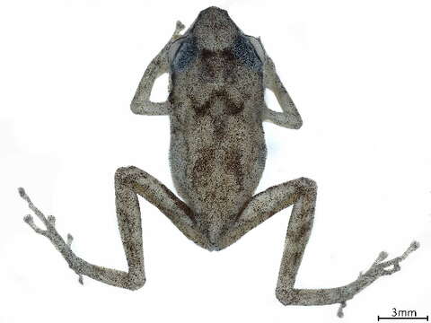 Image of Eleutherodactylidae Lutz 1954