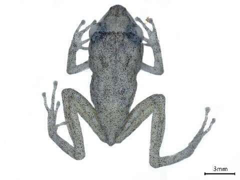 Image of Eleutherodactylidae Lutz 1954