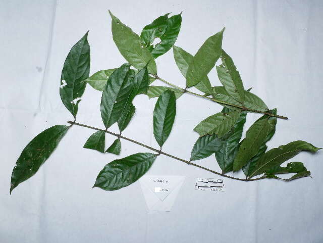 Image of Siparunaceae