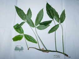 Image of syngonium