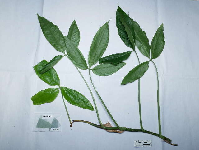 Image of syngonium