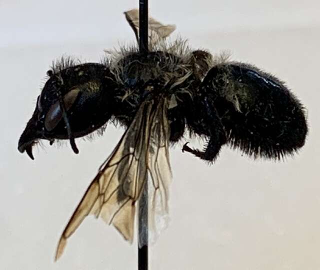 Image of Osmia montana Cresson 1864