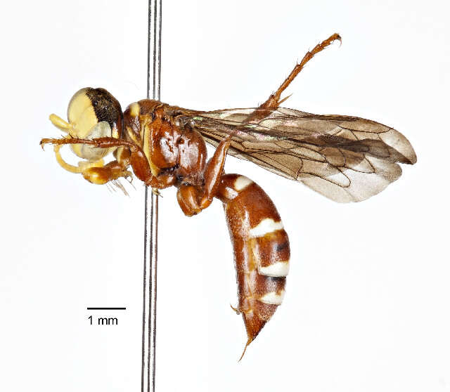 Image of Sand Wasps