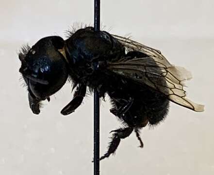 Image of Osmia montana Cresson 1864