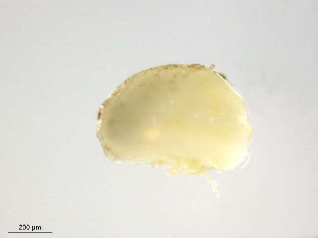 Image of Limnocharinae