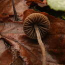 Image of Pouzarella