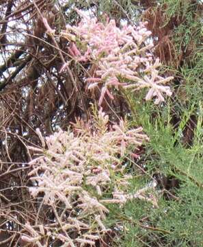 Image of tamarisk