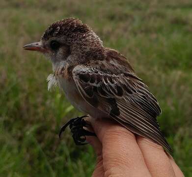 Image of tyrant flycatchers