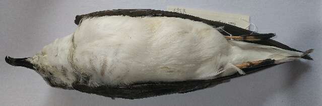 Image of Pterodroma Bonaparte 1856