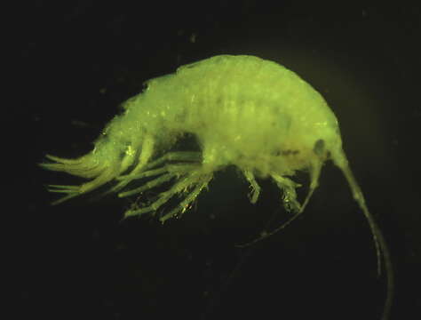 Image of Dexaminidae Leach 1814