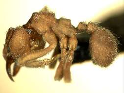 Image of Sericomyrmex