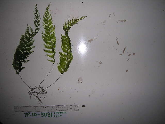 Imagem de Hymenophyllum