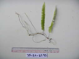 Image of sword ferns