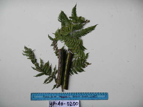 Image of Short Trunk Tropical Tree Ferns