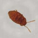 Image of Catopocerinae