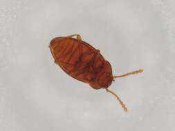 Image of Catopocerinae