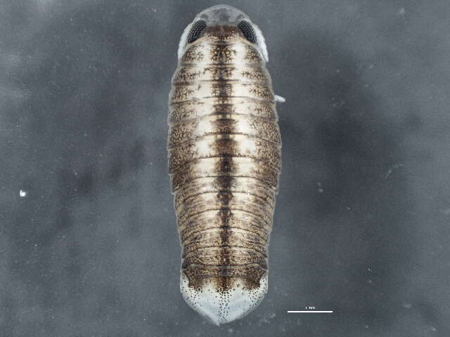 Image of fish parasite