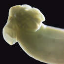 Image of Phyllobothriidae