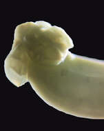 Image of Phyllobothriidae