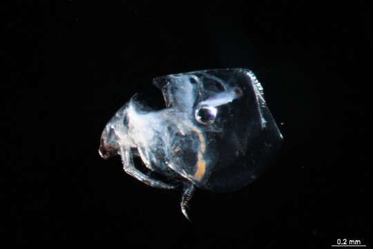 Imagem de Moinodaphnia