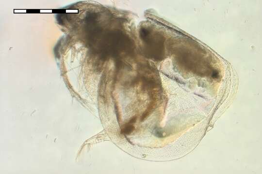 Image of Moinodaphnia