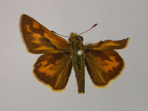 Image of Hylephila