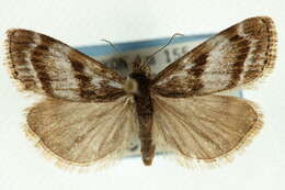 صورة Catoptria