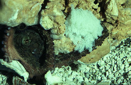 Image of <i>Octopus filosus</i>