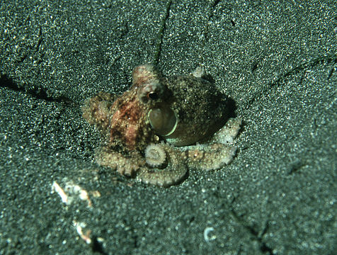 Image of East Pacific red octopus