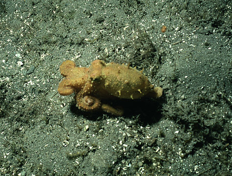 Image of East Pacific red octopus