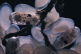 Image of East Pacific red octopus