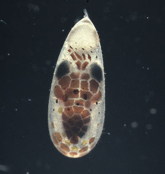 Image of East Pacific red octopus