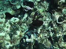 Image of Octopus micropyrsus Berry 1953