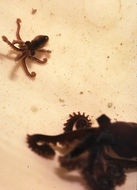 Image of Octopus micropyrsus Berry 1953