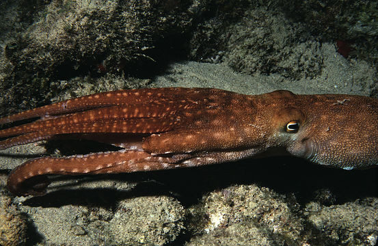 Image of <i>Octopus macropus</i>