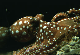Image of <i>Octopus macropus</i>
