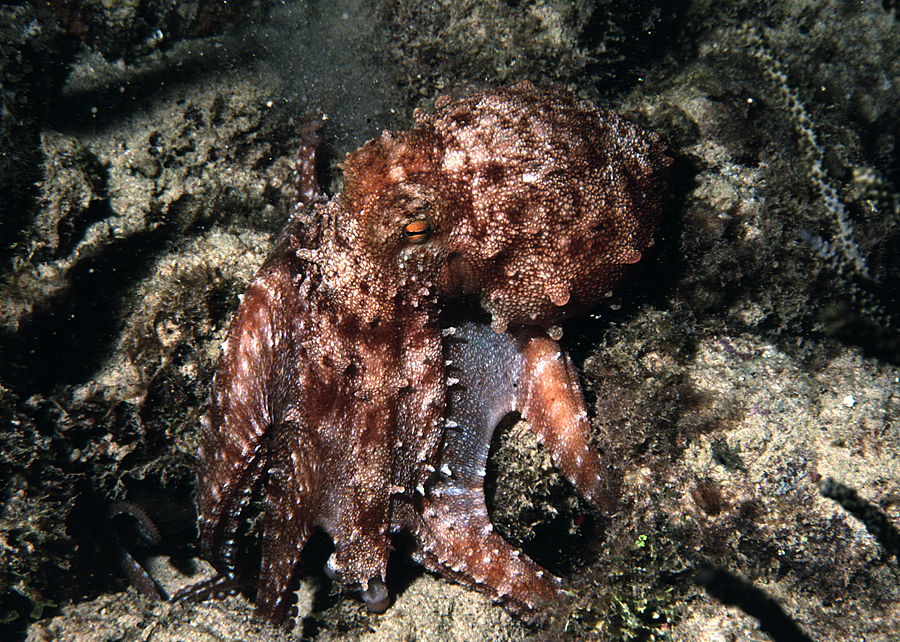 Image of <i>Octopus macropus</i>