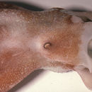 Image of California octopus