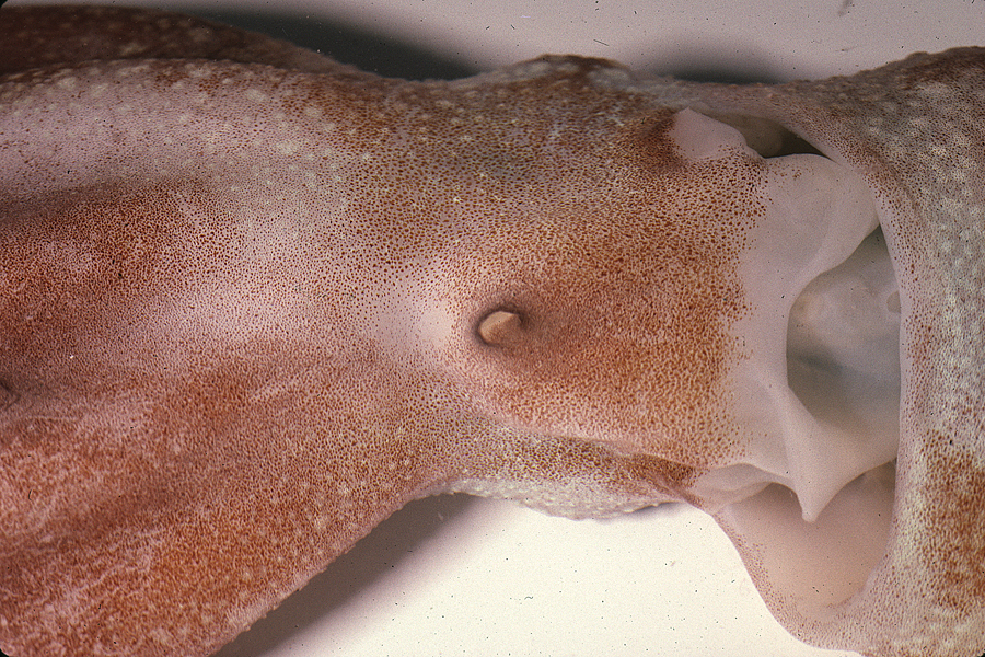 Image of California octopus