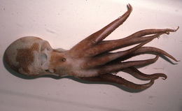 Image of California octopus