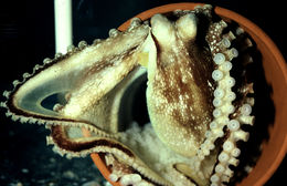 Image of <i>Octopus burryi</i>