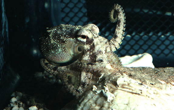 Image of <i>Octopus burryi</i>