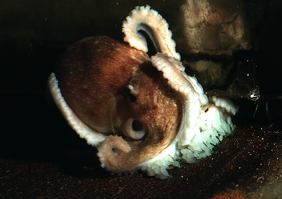 Image of Musky Octopus