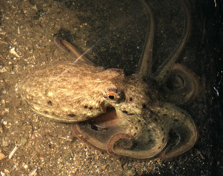 Image of Musky Octopus