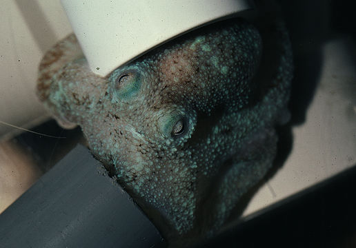 Image of Caribbean reef octopus