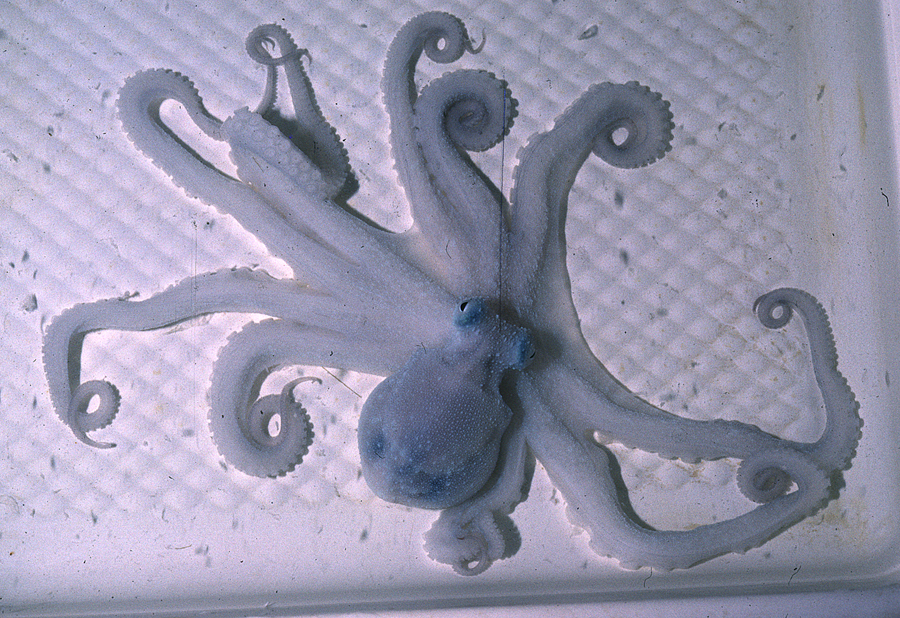 Image of Caribbean reef octopus