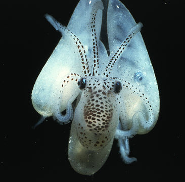 Image of Caribbean reef octopus