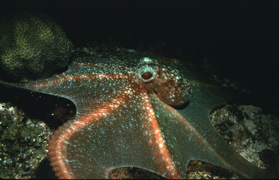 Image of Caribbean reef octopus